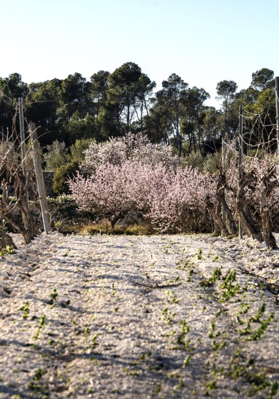 almendros 9